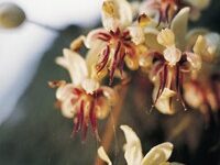 cacaobloem cacaobloem